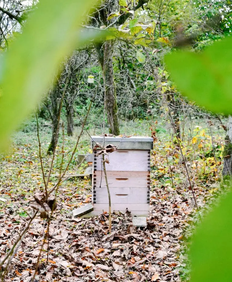 Office bee hives