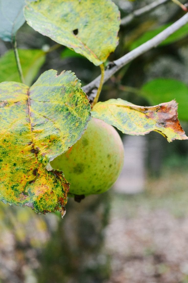 Office apple tree