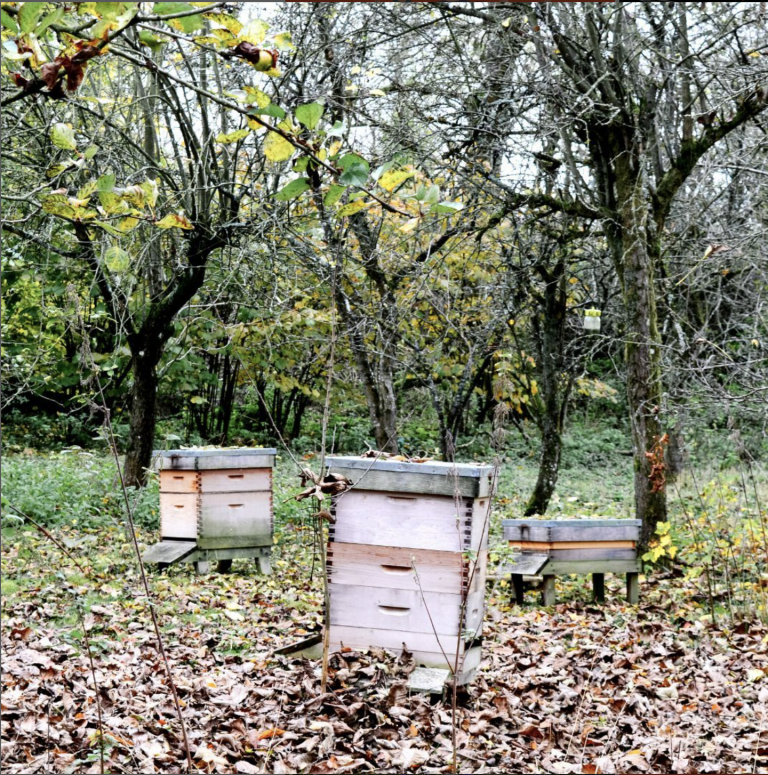 Our bee hives