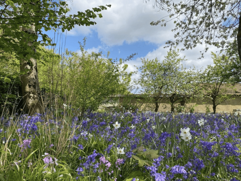 Surrounding lavendar